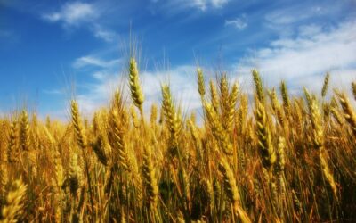 Τρεις νέες ποικιλίες σιταριού