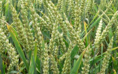 Ανοίγει η αγορά δίκοκκου σιταριού