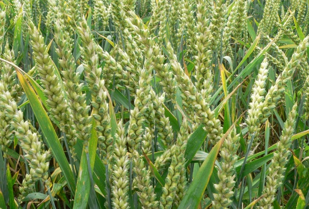 Wheat_P1210892