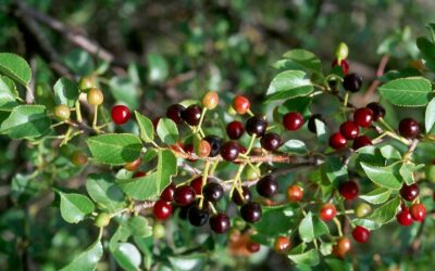 Γνωρίζοντας το μαχλέπι