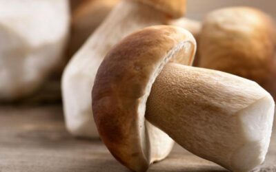 Γνωρίζοντας τα μανιτάρια…