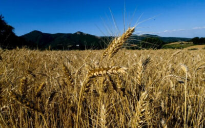 Παράταση δήλωσης αποθεμάτων